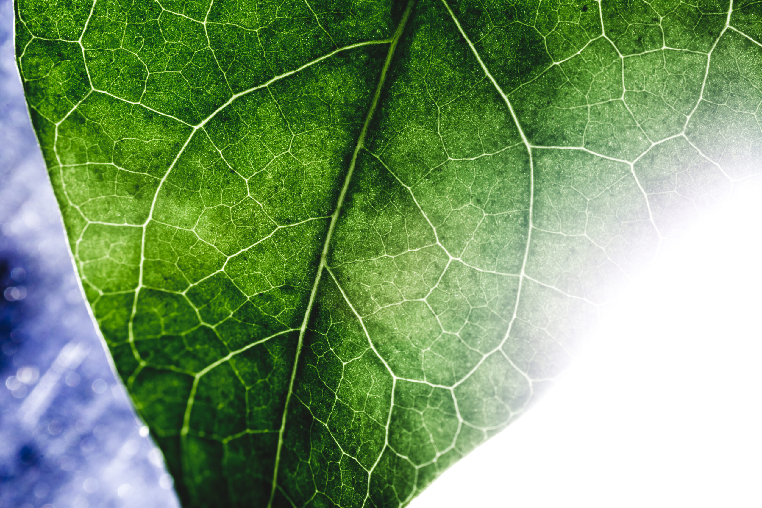 green leaf close up